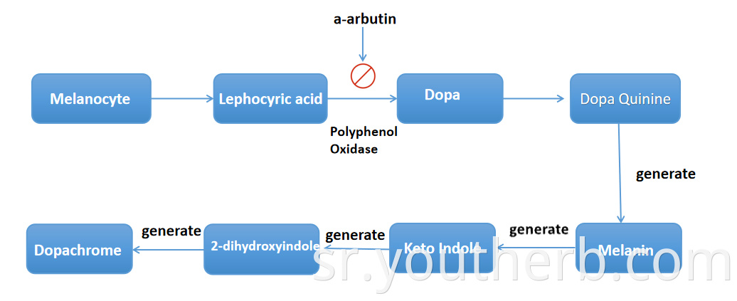 buy alpha arbutin powder